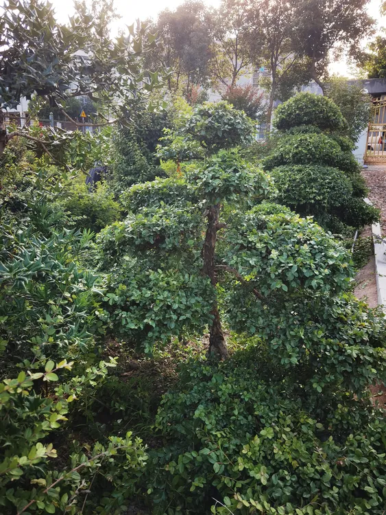 高档装饰雀梅盆景适合别墅庭院门前种植