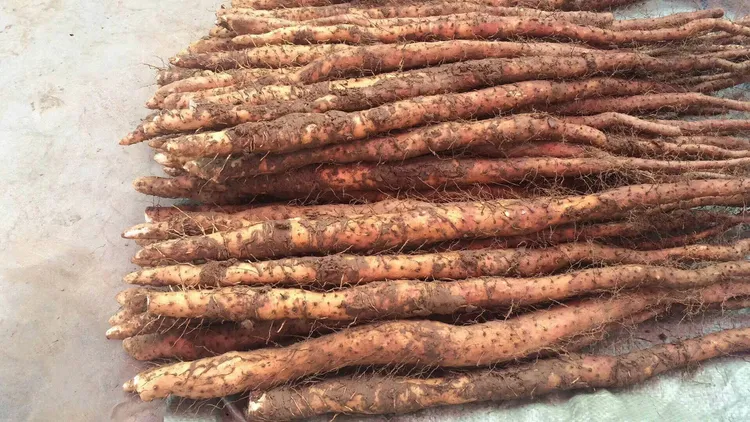 垆土地铁棍山药盒装5斤±200营养天然发货营养天然