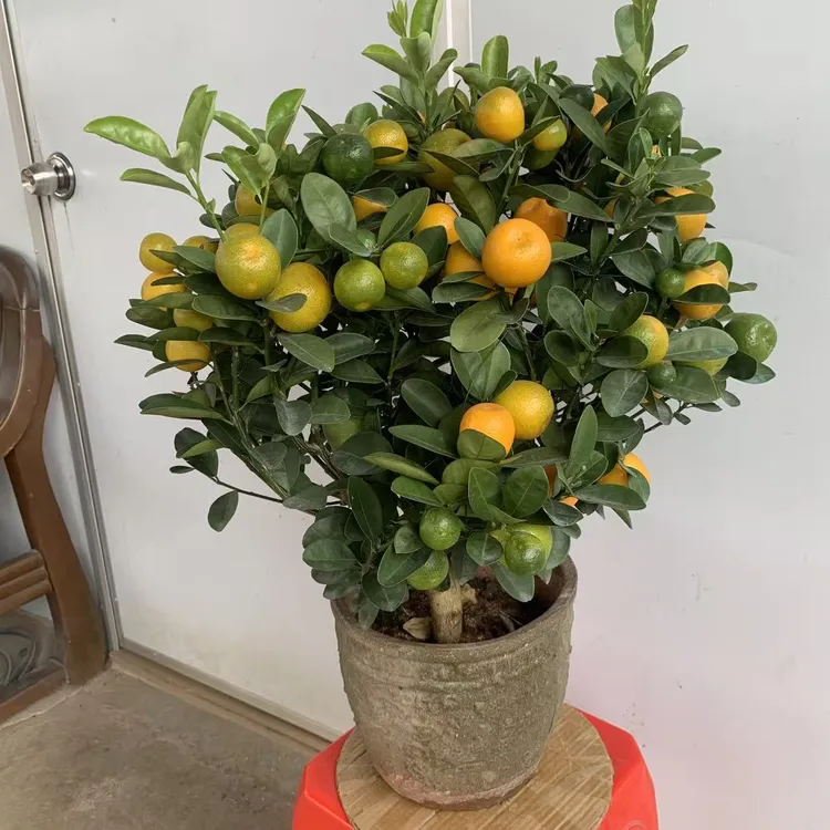 带果发货的四季金桔盆栽适合室内外观赏好养