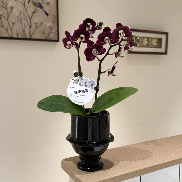 巧克力黑色系蝴蝶兰带花带花苞室内客厅办公室好养花卉乔迁送礼