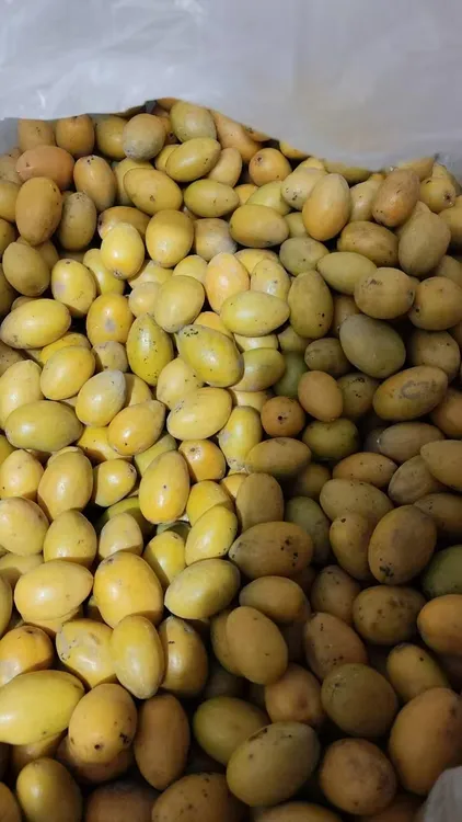 小花皮三捻橄榄1斤