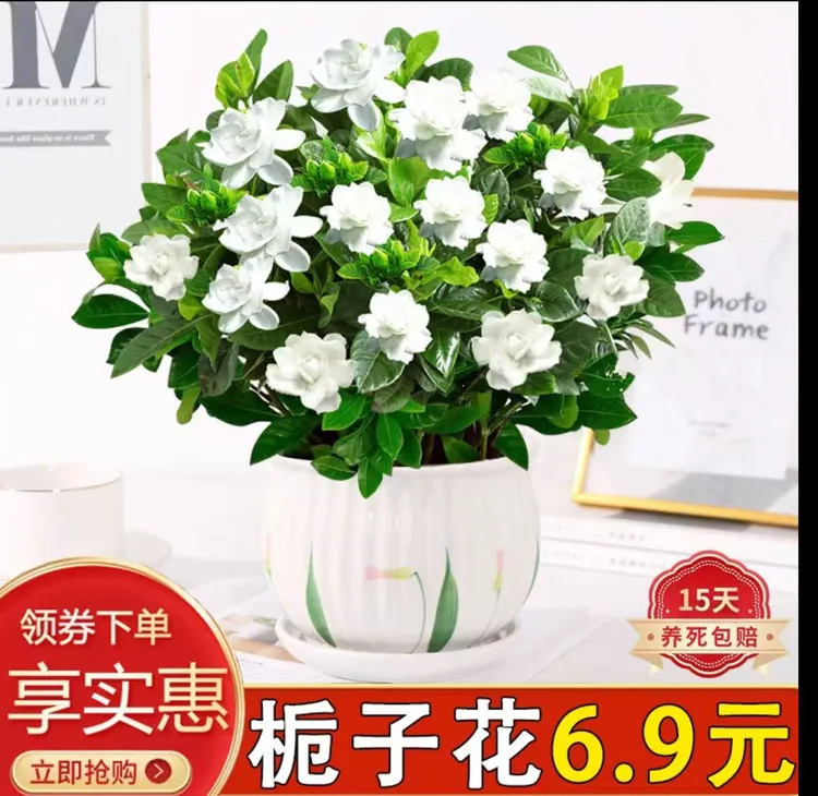 大叶栀子花带花苞室内盆栽绿植土培四季开花花卉大全除甲醇好养
