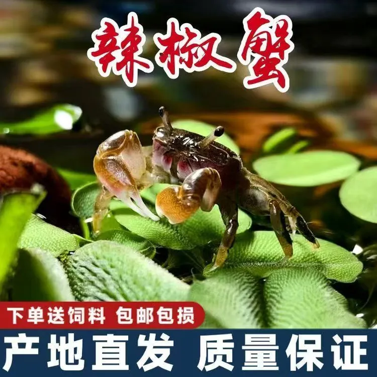 观赏蟹宠物蟹迷你辣椒蟹淡水深水可养豆豆蟹水族用品