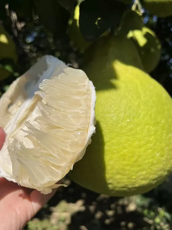 贵州河坝沙田柚纯甜无酸高山30年老树果新鲜现摘