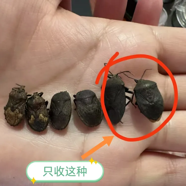 九香虫臭屁虫新鲜