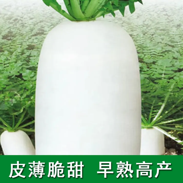 九斤王特大白萝卜种子种籽秋季四季蔬菜孑子籽种白皮水果秋冬季白