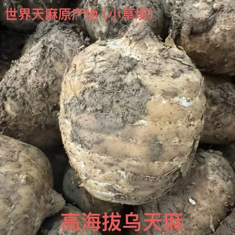 小草坝乌天麻（现挖新鲜带泥发货）