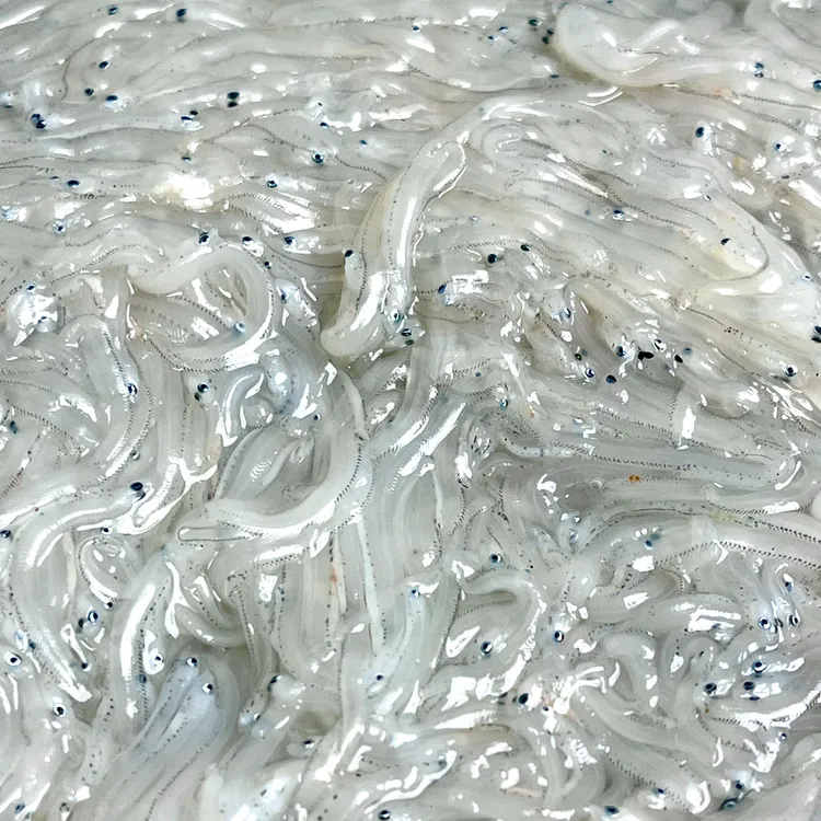 大连旅顺当地海鲜面条鱼25年新货小银顺丰冷冻发货