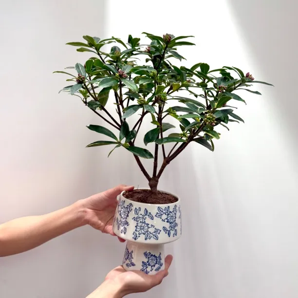 四季香味金边瑞香带花苞盆栽盆景室内客厅办公室桌花好养花卉绿植