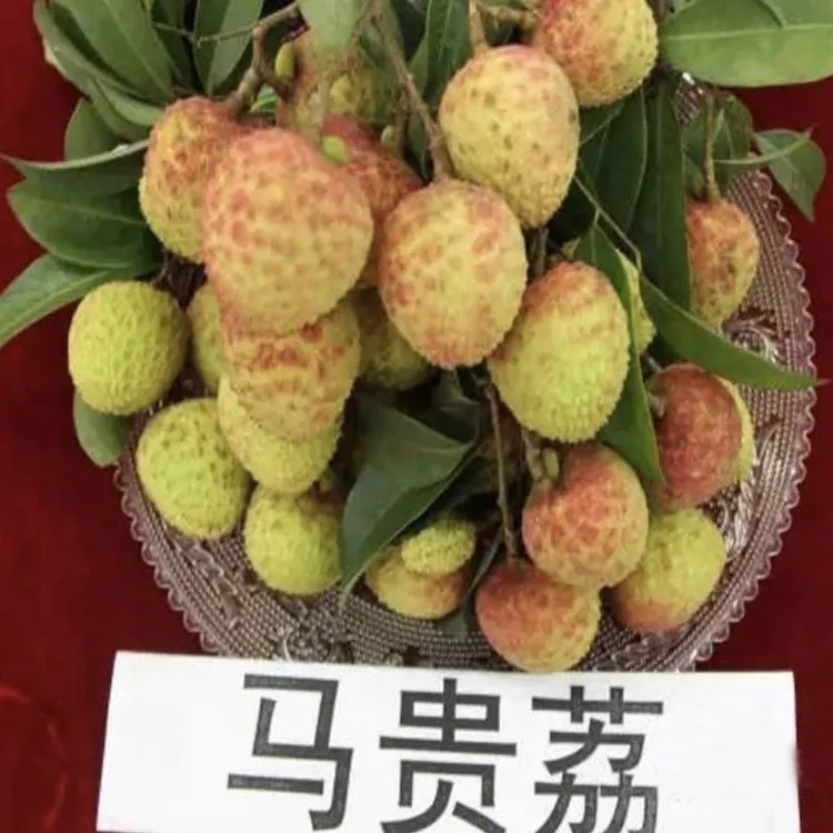 正品嫁接（马贵荔）八月荔晚熟品种