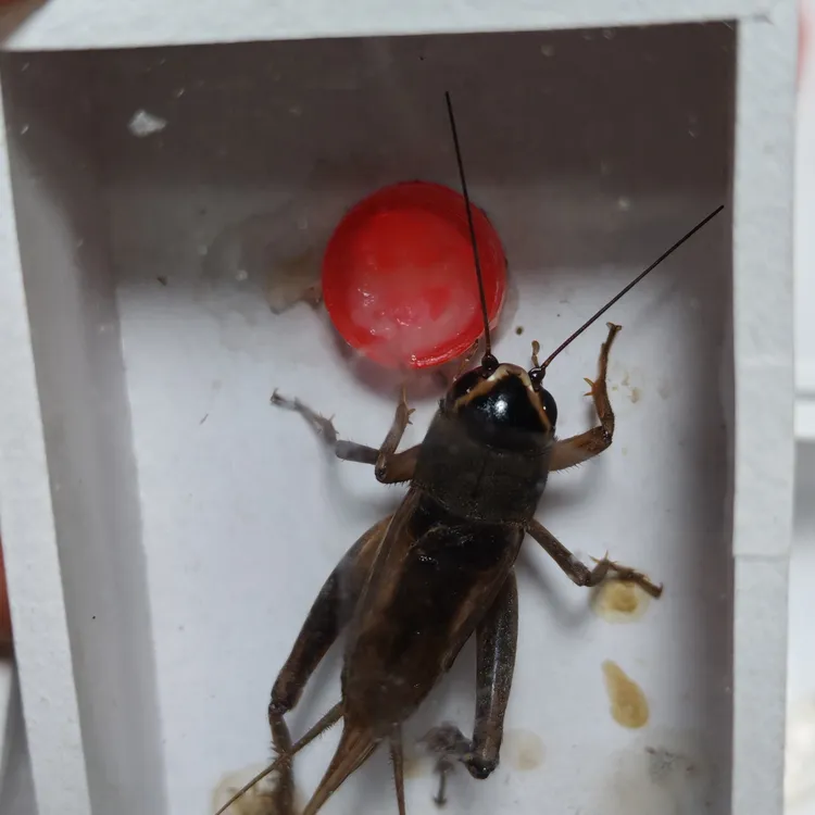 广东油葫芦模型纸盒商品