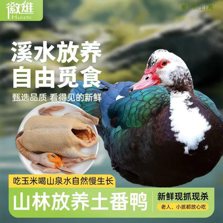 【徽雉】农村散养土番鸭 净重约6.5斤/只 新鲜现杀红烧煲汤新鲜美味