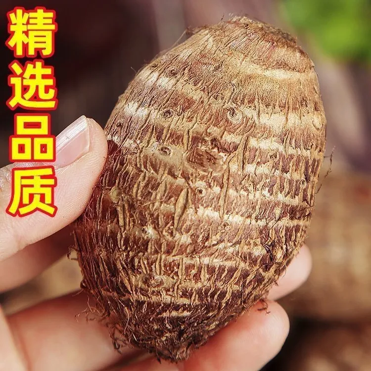贵州本地新鲜牛奶小芋头农家自种香糯粉滑的美味香芋