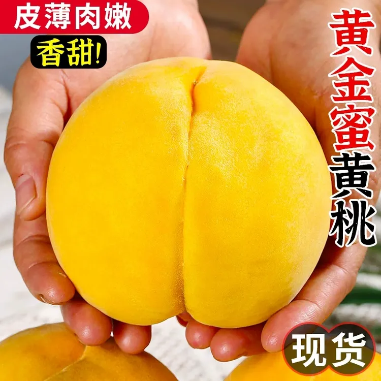 御品果园【山东黄桃】正宗蒙阴黄桃黄金蜜新鲜水果香甜脆爽桃子 锦绣黄桃