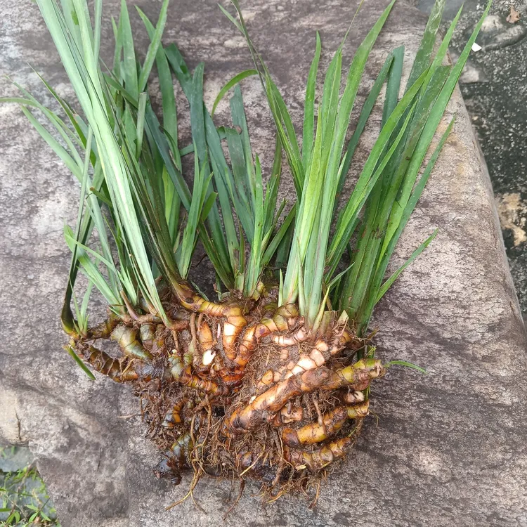 龙根菖蒲水生植物花卉水培微景观阳台鱼龟缸水养盆栽盆景庭院绿植