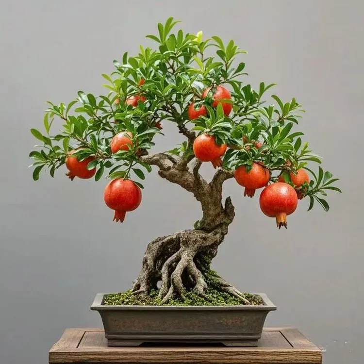 石榴盆景盆栽观花观果