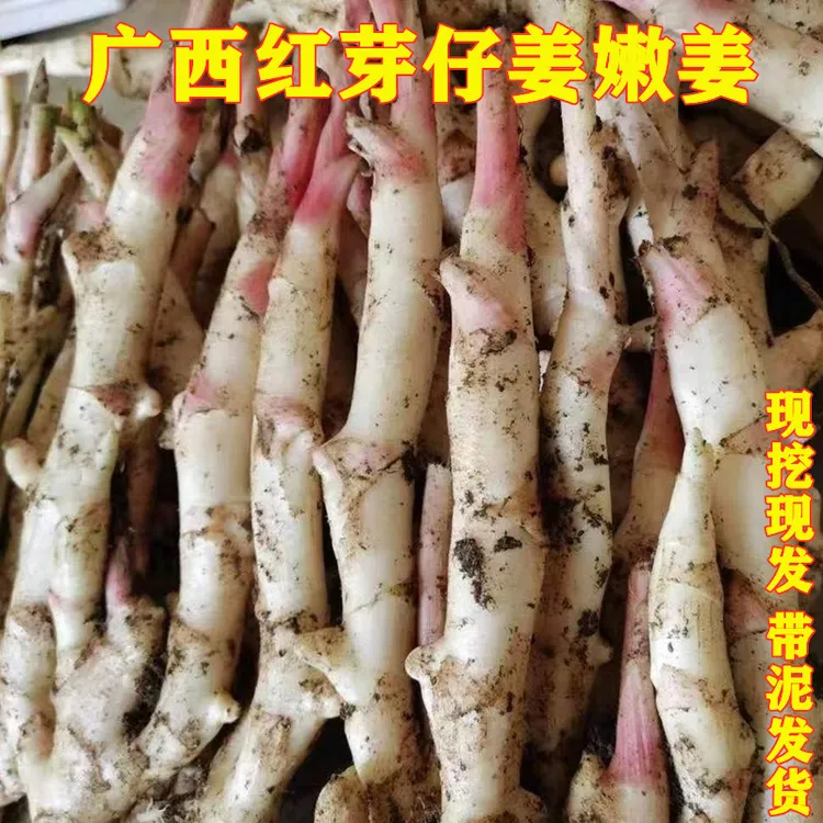 广西红芽仔姜生姜嫩姜香姜现挖现发农家当季新鲜蔬菜3斤5斤9斤装
