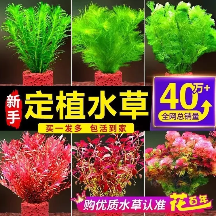 蜈蚣草好养耐活增氧水草鱼缸造景绿菊水草植物真草净化水质阴性