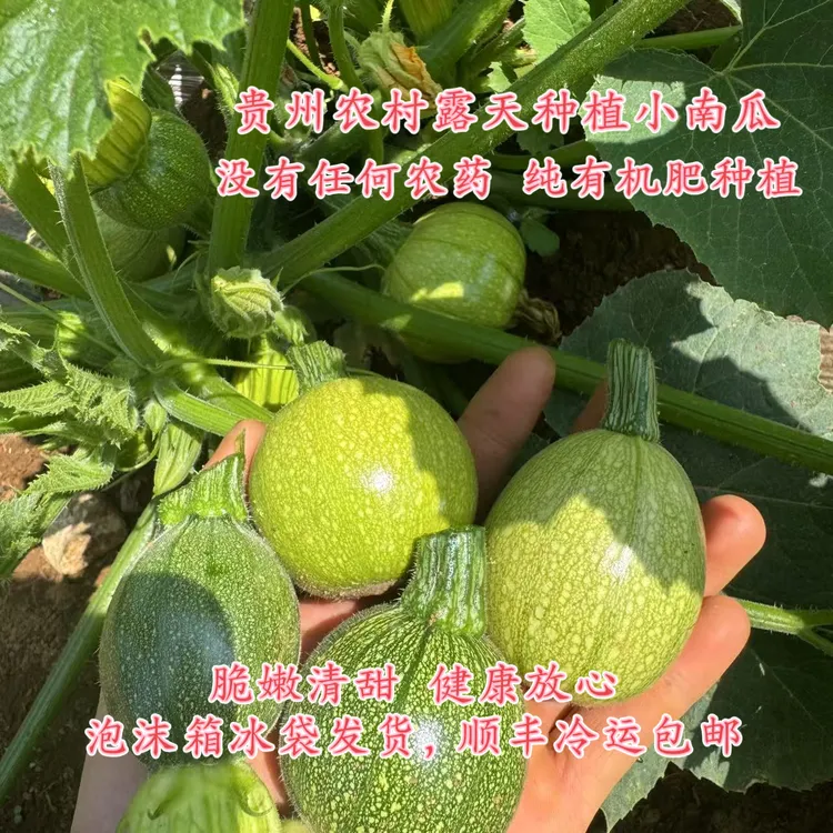 贵州农家新鲜现摘小南瓜嫩南瓜绿皮圆瓜迷你南瓜脆嫩清甜不打农药