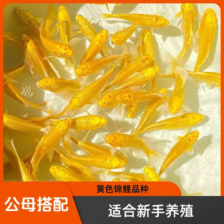黄金锦鲤招财鱼风水鱼龙凤锦鲤金鱼活鱼耐活小鱼观赏鱼金鱼观赏鱼