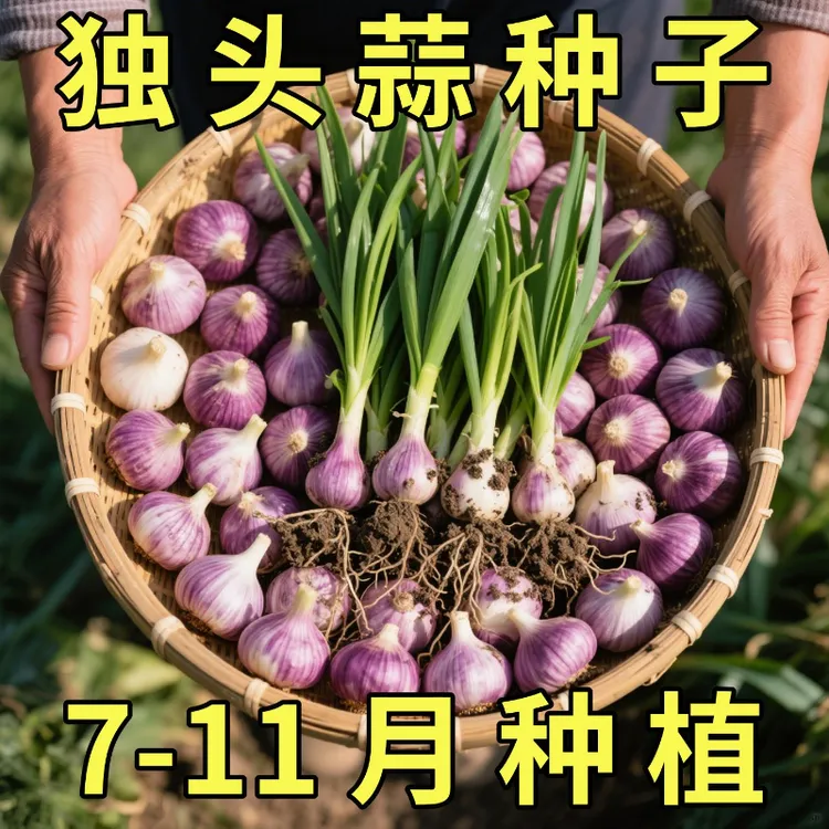 独头蒜种子紫皮农家菜种子秋冬季种植蔬菜盆栽圆葱头蔬菜种子