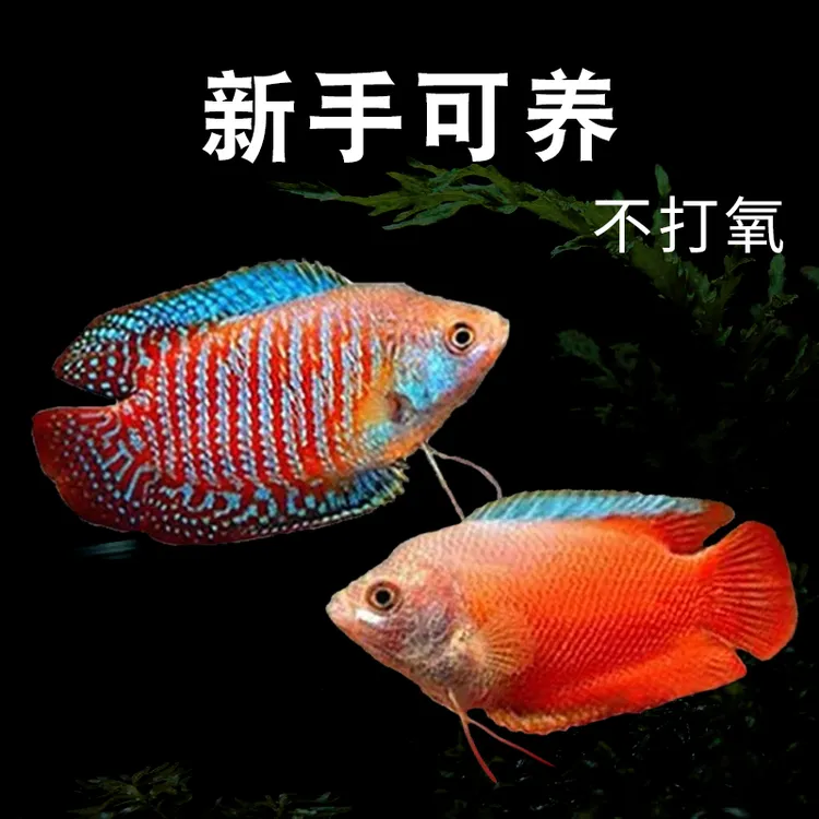 观赏鱼七彩丽丽鱼黄金曼龙活体鱼血红丽丽鱼淡水鱼小型热带鱼好养