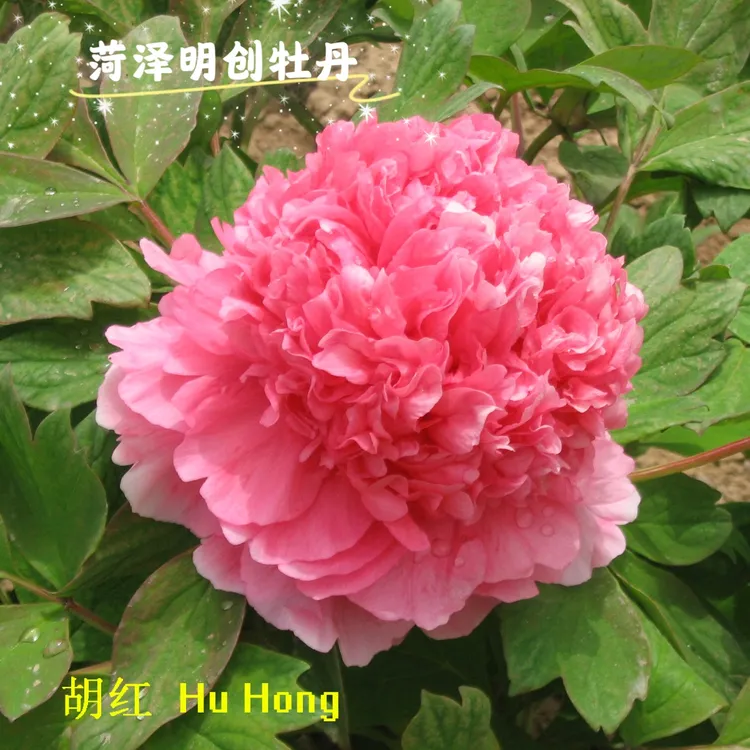 八年老桩【大胡红】经典老品种重瓣观赏牡丹