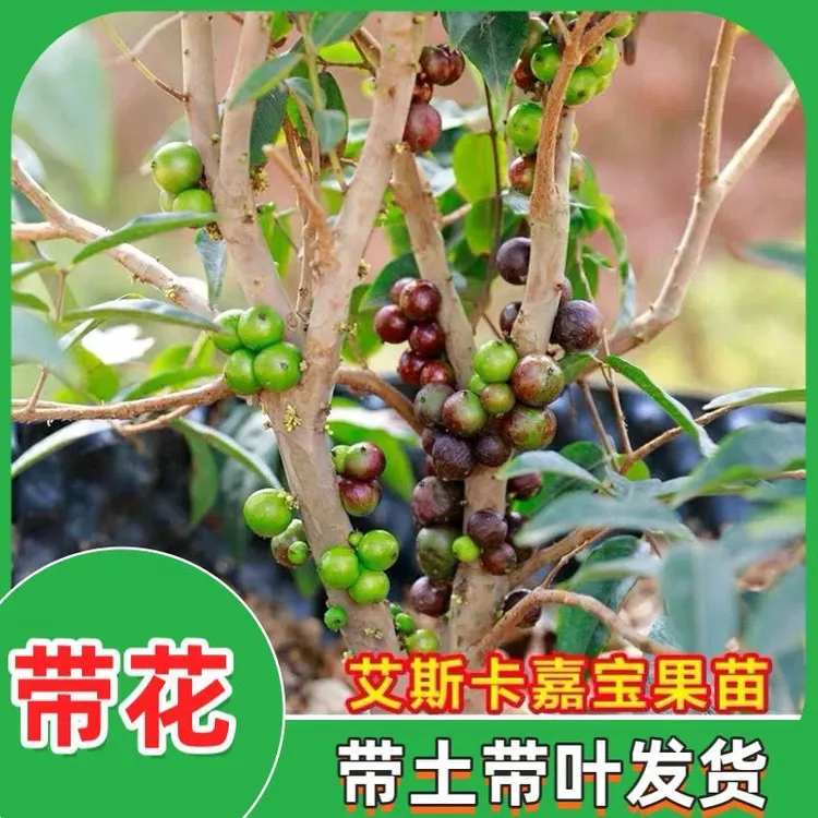 (带花带果)四季艾斯卡嘉宝果树树葡萄阳台小盆景造型
