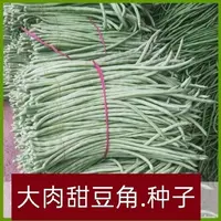 【满五包包邮】超好吃大肉糯米甜豆角种子白长豆角春夏秋播白玉