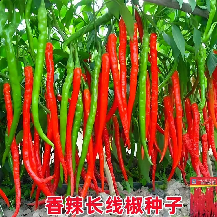 【香辣长线椒种子】家庭阳台小院四季种植盆栽地栽易种易活