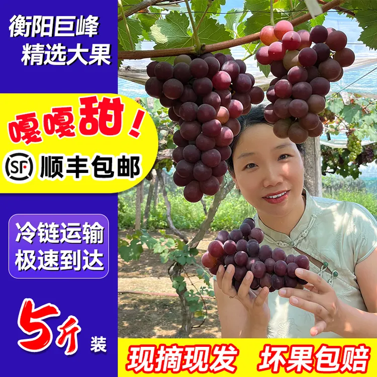 【顺丰包邮】湖南衡阳酃湖巨峰葡萄5斤装原产地甜葡萄水果礼品送人