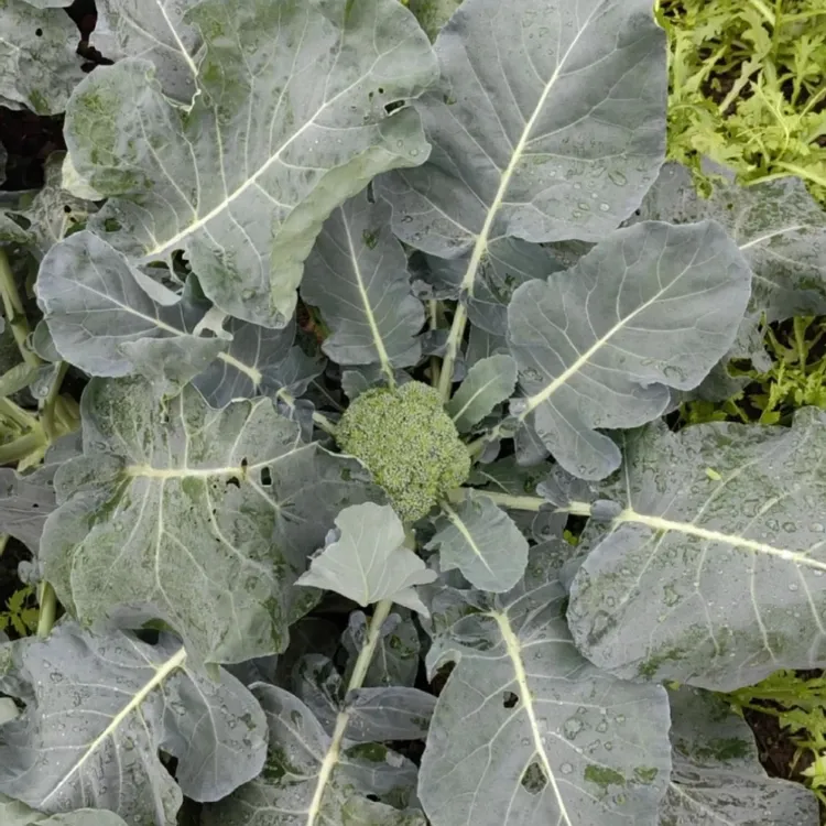 贵州高山西兰苔露天种植现采现摘生态种植新鲜蔬菜口感鲜嫩清甜