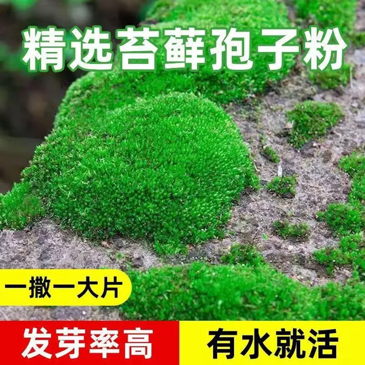苔藓孢子粉四季鲜活青苔绿植短绒吸水石种子微景观盆景造假山草籽