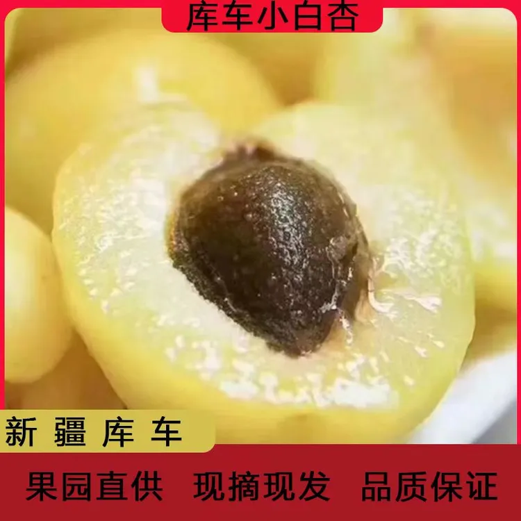 【京东空运现摘现发】4斤当季新疆库车小白杏爆汁蜜甜生态水果包邮