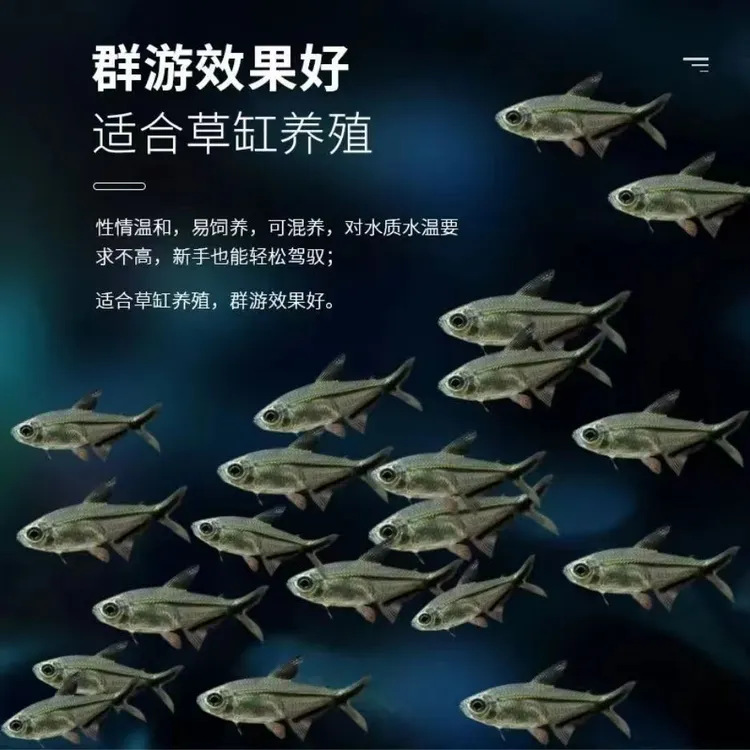 黑尾大勾鱼热带观赏鱼小型群游鱼草缸淡水水族好养批发