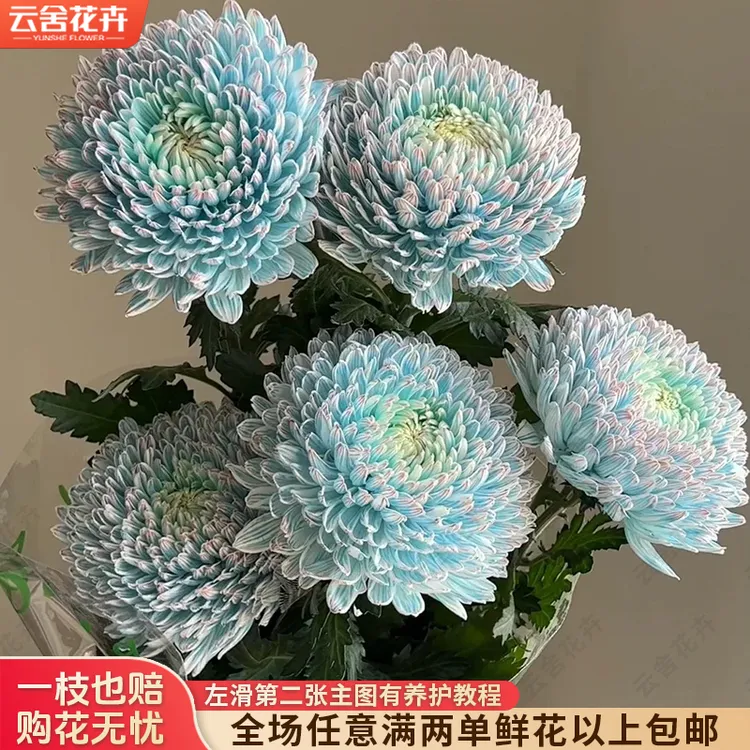 【云舍花卉】2L级【青花瓷】牡丹菊全场任意满2单鲜花及以上包邮
