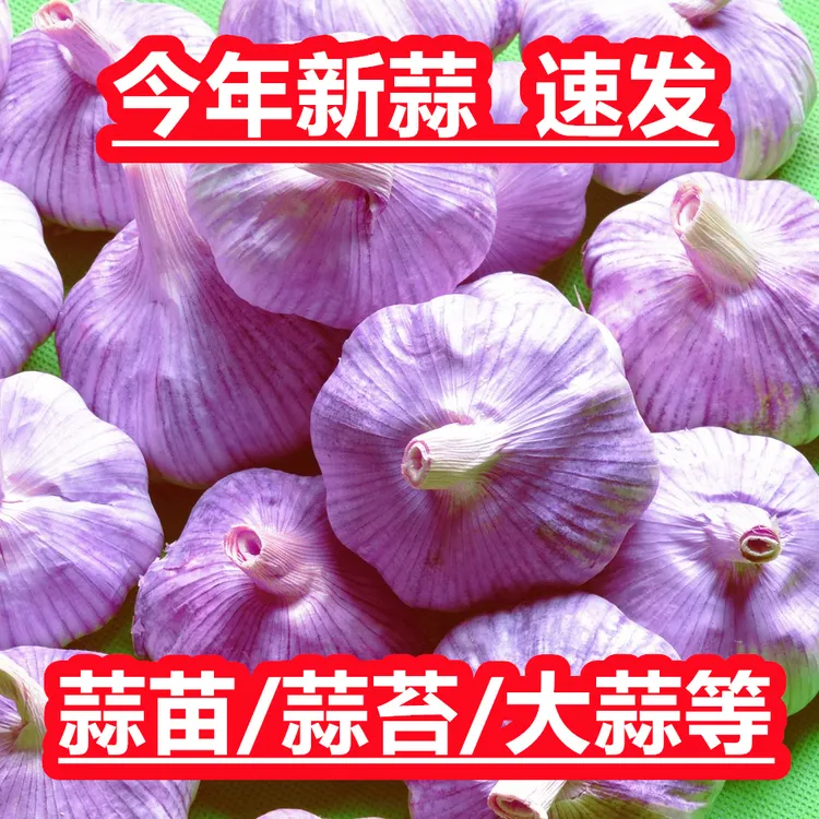 【新大蒜 秋种大蒜】白紫皮蒜瓣干蒜胚芽95%会发芽蒜头批发红根带箱