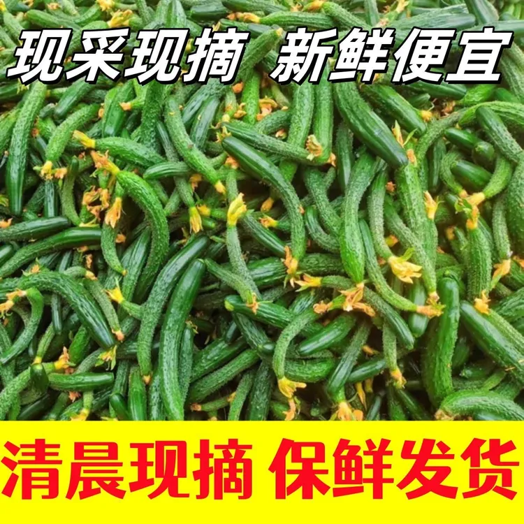 现摘新鲜小黄瓜弯黄瓜黄瓜扭可腌制咸菜脆嫩美味农家自种
