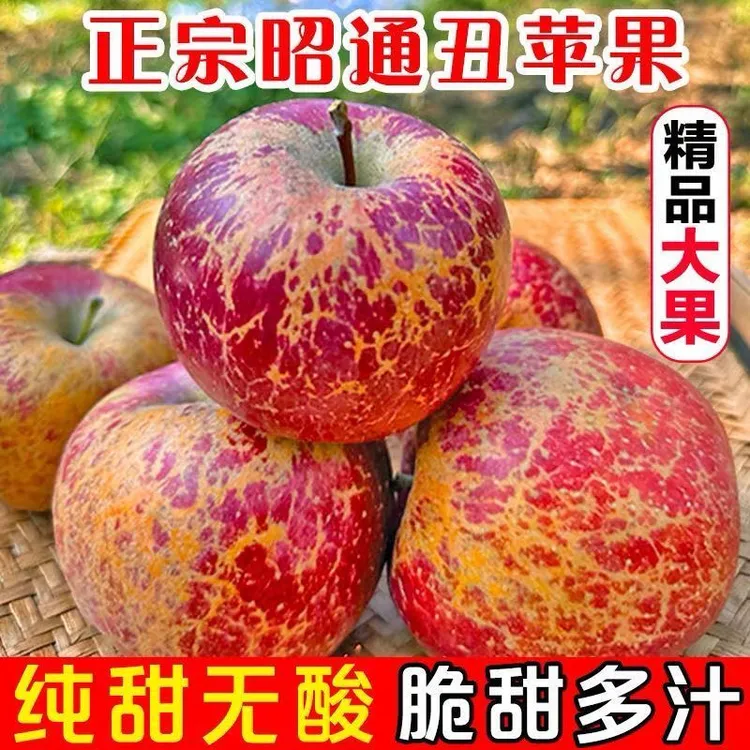 云南昭通冰糖心丑苹果新鲜脆甜多汁水果