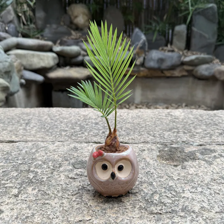 铁树宝宝微盆栽盆景室内客厅办公室桌面观叶净化空气花卉绿植好养