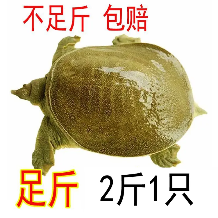 【包活送到】2斤1只 鲜活甲鱼活体 食用外塘放养生态王八水鱼团鱼