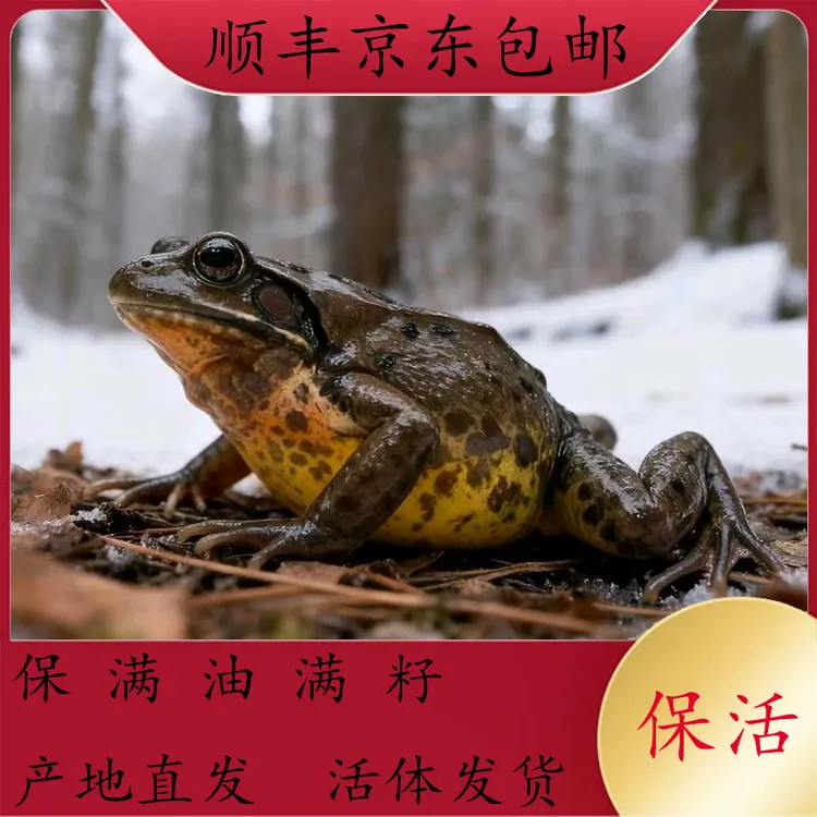 东北特产母蛤蟆顺丰包邮到家，林蛙母豹子，个保个满油满籽