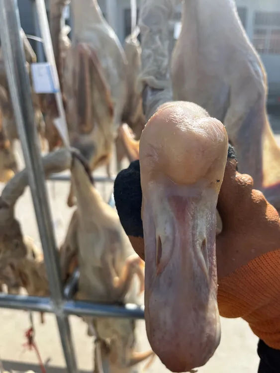 六安特产皖西大白鹅腊鹅咸鹅风干鹅农家散养笨鹅