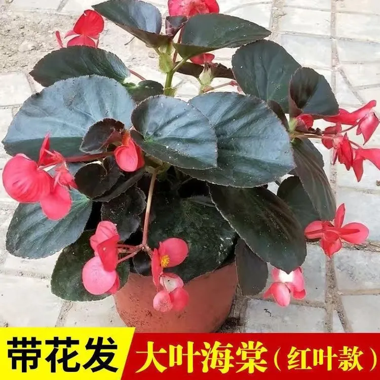 大花大叶海棠盆栽丽格海棠室内庭院好养四季开花玻璃翠带花带花苞