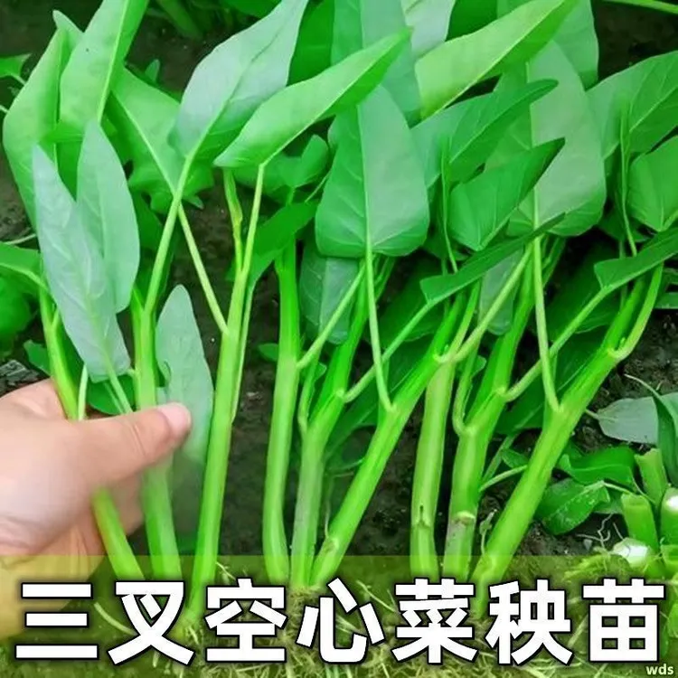 三叉空心菜秧苗带土穴盘苗空心菜蕹菜通菜耐热四季盆栽多次采收苗