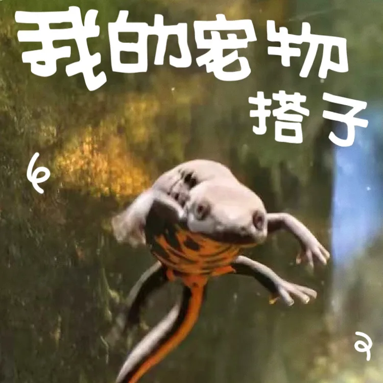 小火龙观赏鱼乌龟爬宠鱼苗清洁鱼好养耐活宠物中华蝾螈六角原生鱼