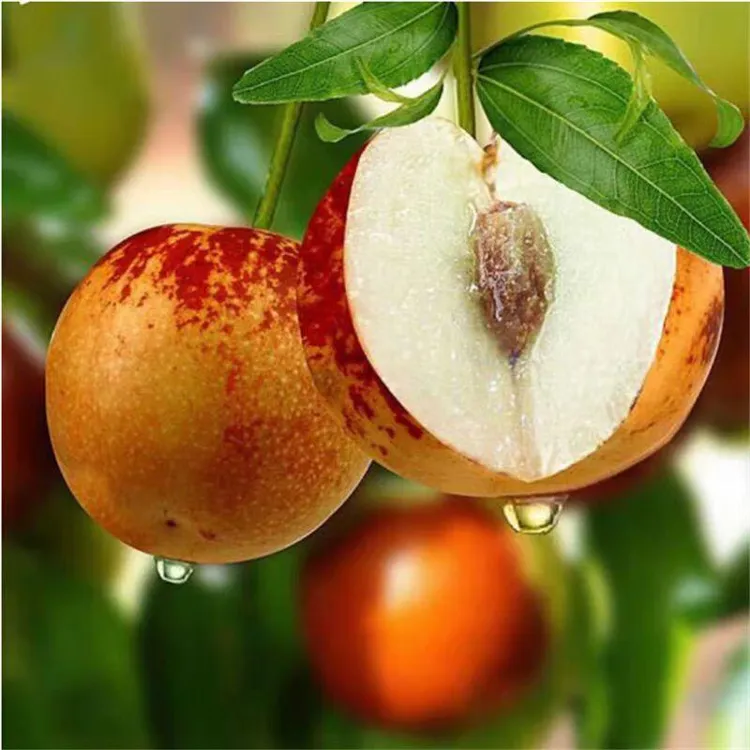 冰糖脆枣嫁接苗特大果树苗盆栽地栽南方北方均可种植