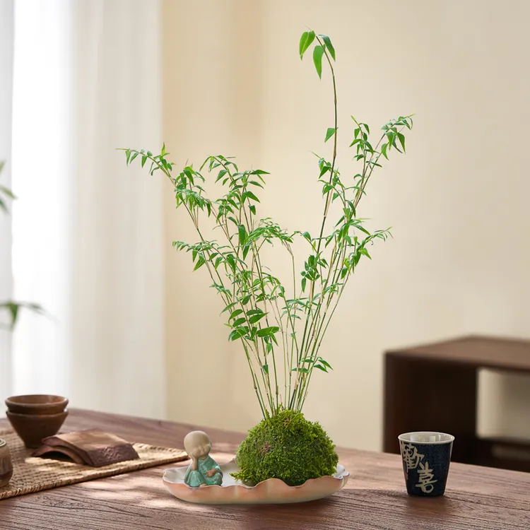 水培米竹苔藓球植物室内盆栽微观盆景凤尾竹观音竹观赏竹子小米竹