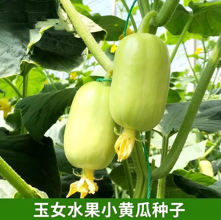 四季种植迷你玉女黄瓜种子水果小黄瓜苗玉黄瓜阳台盆栽庭院蔬种籽