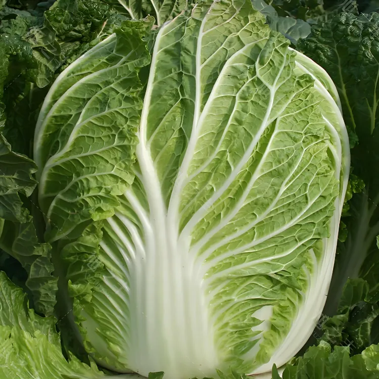 冬储38斤大白菜种子耐储存耐热耐寒结球大白菜籽青菜家庭蔬菜种子